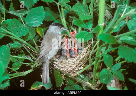 Blackcap Sylvia atricapilla männlich füttert Junge am Nest Stockfoto