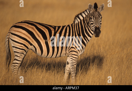 Gemeinsamen Zebra Equus Burchelli Botswana Stockfoto