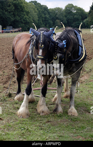 Schwere Pferde, Rudgwick Dampf & Country Show, 2006 Stockfoto
