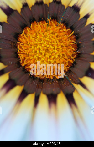 Gazanien Blume Herbers Stockfoto