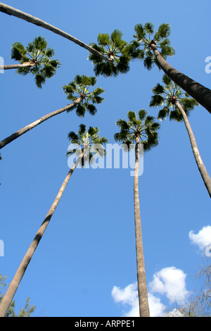 s Vogelperspektive Kanarische Dattelpalme Bäume Jardin Parque de Maria Luisa Sevilla Andalusien Spanien Europa Stockfoto