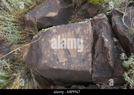 alten Petroglyph Zeichnungen in Los Lunas, New Mexico, USA Stockfoto