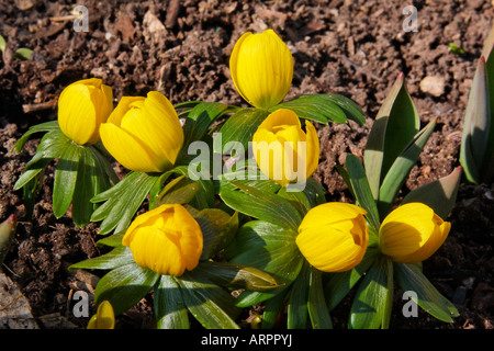 Winterling Eranthis Hyemalis Butterblume Winter Aconitum Wolfs Bane Stockfoto