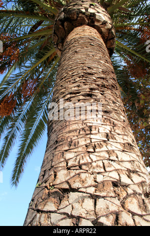 Kanarische Dattelpalme Stockfoto