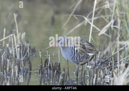 Wasser-Schiene (Rallus Aquaticus) auf der Suche nach Nahrung auf Winter-Schilfbeetes Norfolk UK November Stockfoto