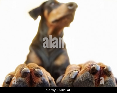 Nahaufnahme von den Pfoten ein Dobermann-Hund Stockfoto