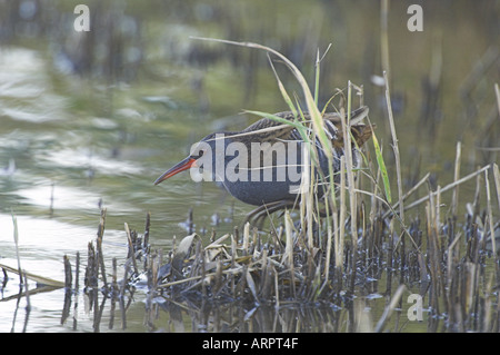 Wasser-Schiene (Rallus Aquaticus) auf der Suche nach Nahrung auf Winter-Schilfbeetes Norfolk UK November Stockfoto