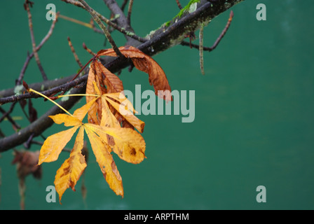 Schönen Farben der Blätter fallen. Stockfoto