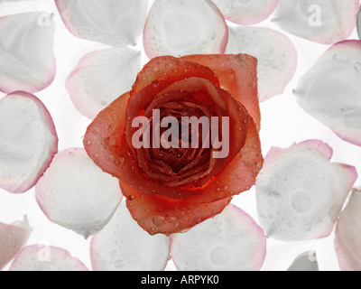 Blüte von einer roten Rose, Schwimmen im Wasser, umgeben von Blüten Stockfoto