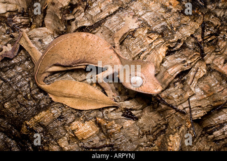 Blatt-Tail-Gecko (Uroplatus SP.), Madagaskar Stockfoto