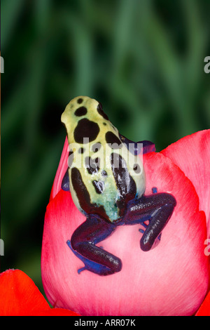 Poison dunkle Frosch (Dendrobates Tinctorius), Surinam Cobalt, Surinam Stockfoto