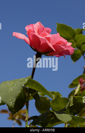 Tropfen auf eine Rose nach einem Regenschauer Stockfoto