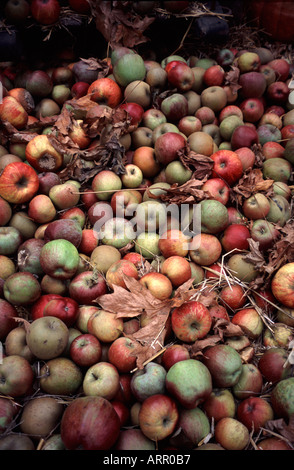 Haufen von gemischten Äpfel ernten anzeigen Kew Gardens Surrey England UK Stockfoto