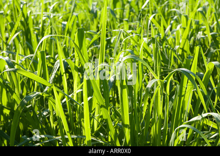 Wildgras grün Stockfoto