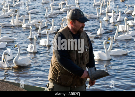 Mann, die Fütterung Whopper Swan [Cygnus Cygnus] Stockfoto