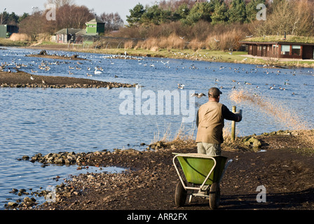 Mann, die Fütterung Whopper Swan [Cygnus Cygnus] Stockfoto