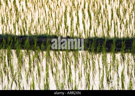 Oryza Sativa. Reisfelder bei Sonnenuntergang in der ländlichen indische Gegend. Andhra Pradesh, Indien Stockfoto