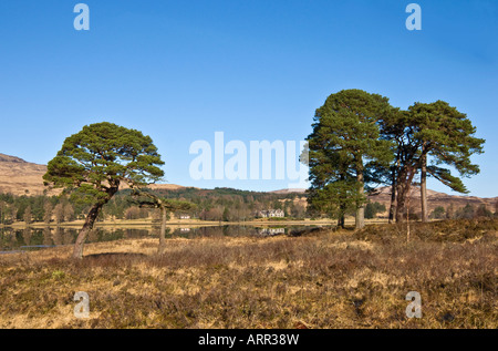 Traditionelle schottische Pinien mit dem schwarzen Berg Hütte im Hintergrund reflektiert in Loch Tulla Highlands von Schottland Stockfoto