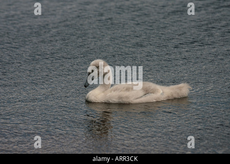 Höckerschwan Cygnus Olor cygnet Stockfoto