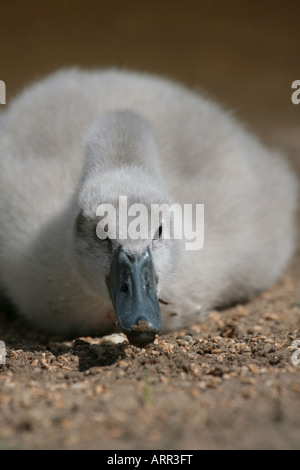 Höckerschwan Cygnus Olor cygnet Stockfoto