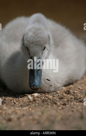 Höckerschwan Cygnus Olor cygnet Stockfoto