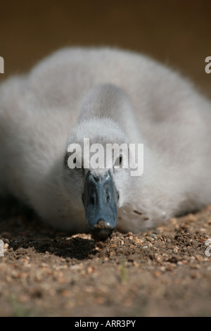 Höckerschwan Cygnus Olor cygnet Stockfoto