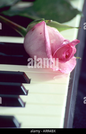 Stillleben mit rosa rose Knospe am Klavier Stockfoto