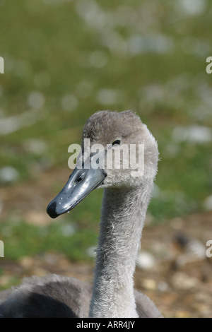 Höckerschwan Cygnus Olor cygnet Stockfoto