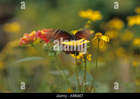 Woodland Park Zoo Schmetterling zeigen Vizekönig Schmetterling Landung auf gelbe Blume Seattle Washington State USA Stockfoto