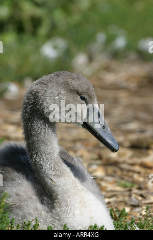 Höckerschwan Cygnus Olor cygnet Stockfoto