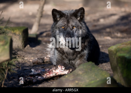 Grauer Wolf mit Beute - Canis Lupus nubilus Stockfoto