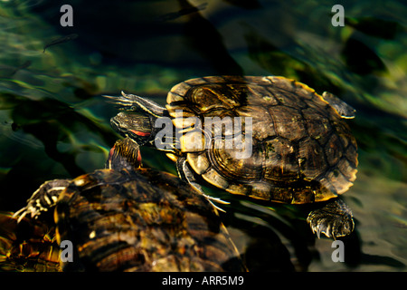 Zwei rote eared Schildkröten im Teich auf Oahu Hawaii mit kleinen Guppys schwimmen um sie herum Stockfoto