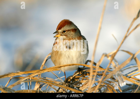 Amerikanische Tree Sparrow im Eis Stockfoto