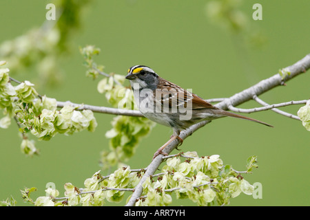 Weiße throated Spatz thront in Ulme Stockfoto