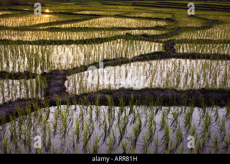 Oryza Sativa. Reisfelder bei Sonnenuntergang in der ländlichen indische Gegend. Andhra Pradesh, Indien Stockfoto