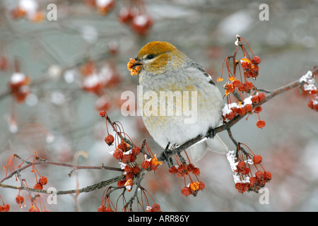 Weibliche Kiefer Grosbeak thront in sibirischen Crab Apple Tree Beeren mit Schnee Stockfoto