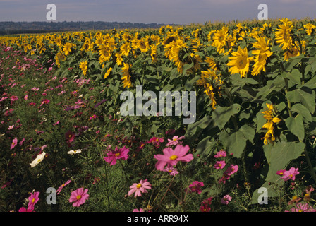 Sonnenblumen im Feld Stockfoto