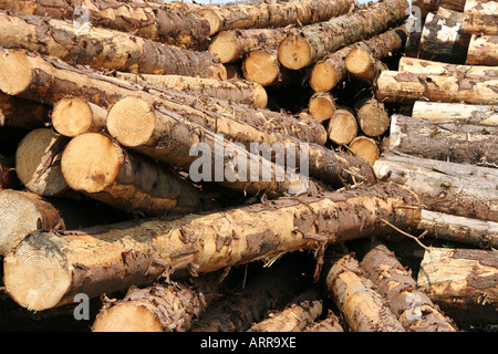 Gefällte Stämme in einem Stapel Stockfoto