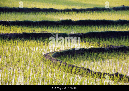 Oryza Sativa. Reisfelder bei Sonnenuntergang in der ländlichen indische Gegend. Andhra Pradesh, Indien Stockfoto