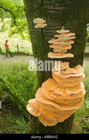 Menschen, die zu Fuß durch Skelghyll Wald in der Nähe von Ambleside, Lake District UK, mit Halterung Funghi wachsen auf einem Kirschbaum Stockfoto