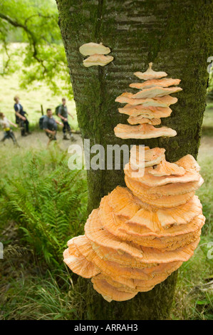 Menschen, die zu Fuß durch Skelghyll Wald in der Nähe von Ambleside, Lake District UK, mit Halterung Funghi wachsen auf einem Kirschbaum Stockfoto