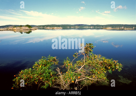 Der Fjord legt glasig eine Wind-weniger August morgens, Farholmen (Schwedische Westküste), Bohuslan, Schweden Stockfoto