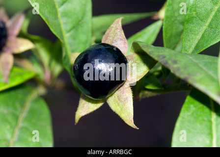 ATROPA BELLADONNA L Tollkirsche Frucht Samen SOLANACEAE Tollkirsche Reife Beere Stockfoto