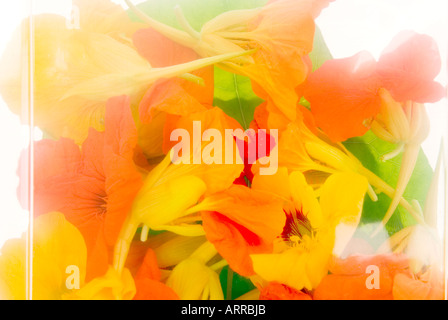 essbare Blumen KRESSE Tropaeolum Majus Nase-Twister eingewickelt in Frischhaltefolie Film Plastikfolie Folie verkaufen Verkauf box Stockfoto