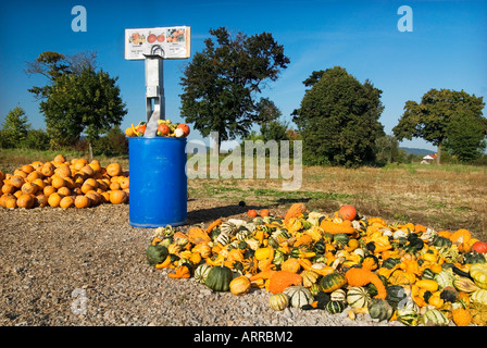Kürbis Pumpkin Kürbis Hokkaido Et al. Feld Landwirt Landwirtschaft verkaufen Verkäufer Landschaft Boden zu verkaufen Stockfoto