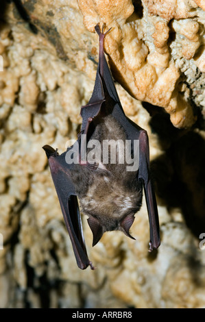 Tausende von asiatischen Fledermäuse in der Höhle, Tierwelt, Stockfoto