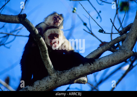 White-faced Capuchin Affen - gescheckte Kapuziner (Cebus Capucinus), Palo Verde Nationalpark, Costa Rica Stockfoto