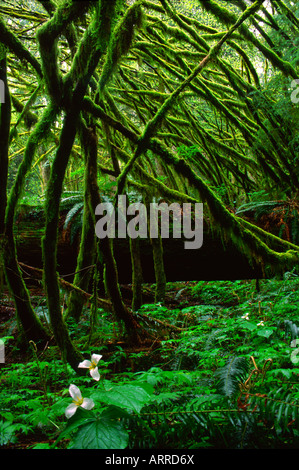 Moosigen Zweige bilden eine Kathedrale über die Wald-Boden und Trillium Pflanzen, Tiger Mountain, Washington State, USA Stockfoto