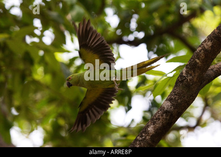 Ein Papagei fliegen Stockfoto