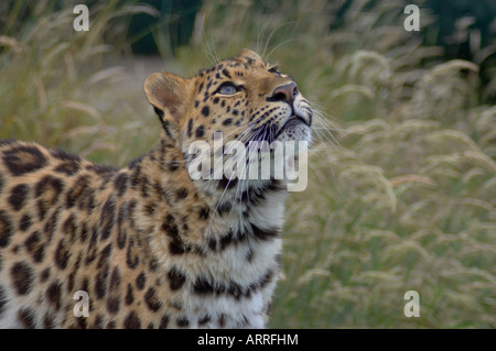 Weibliche Amur Leoparden Stockfoto